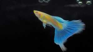 Guppies albino: грижи, съвместимост, храна, снимка